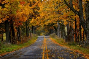 پوستر دیواری پاییز و جاده