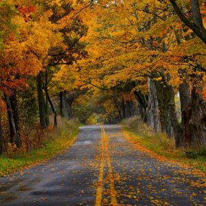 پوستر دیواری پاییز و جاده