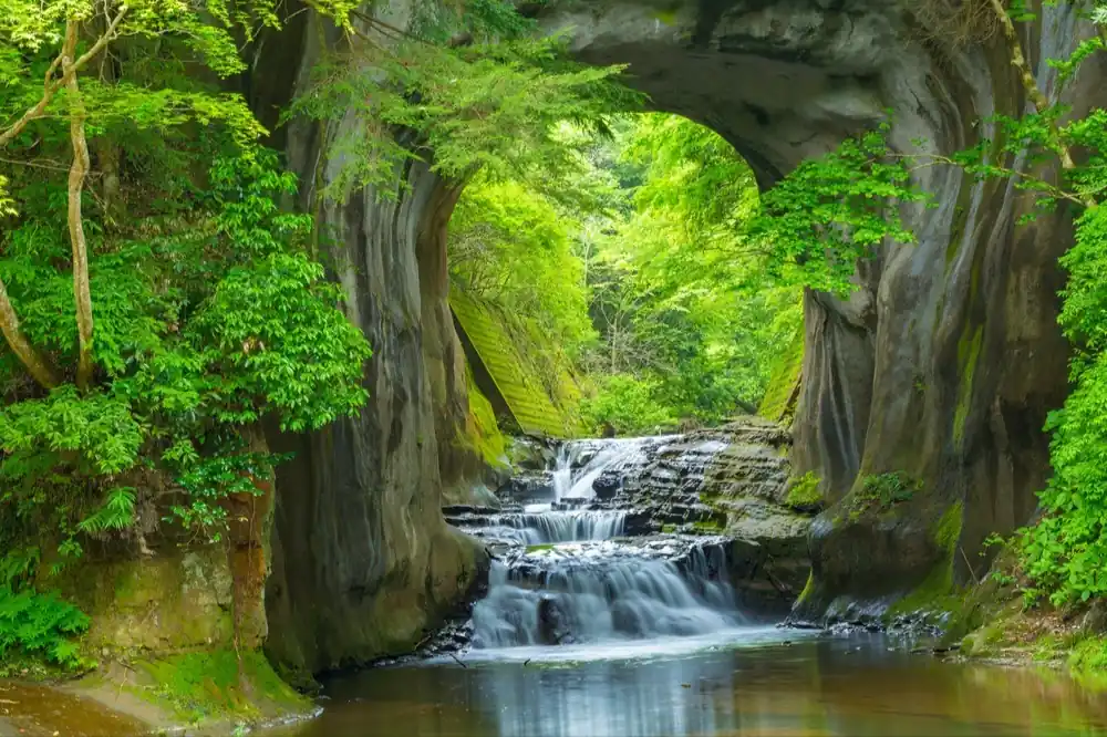 عکس مقاله پوستر دیواری بیوفیلی 2